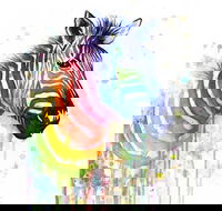 Rainbow Zebra - 65 Northbourne 7.30-9.30pm - Accommodation 4U
