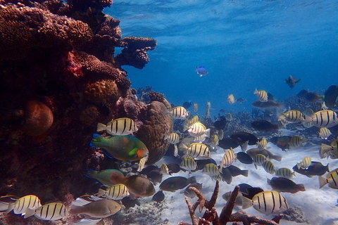 Lagoon Explorer - Ningaloo Reef Full-Day Kayaking And Snorkeling Adventure - Accommodation 4U 6