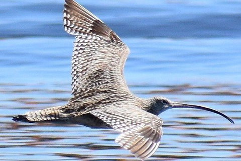 Mandurah Dolphin Island Adventure - Accommodation 4U 7