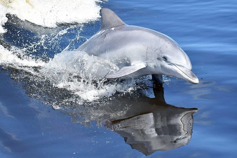 Mandurah Dolphin Island Adventure - Accommodation 4U 14