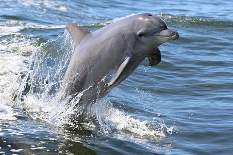 Mandurah Dolphin Island Adventure - Accommodation 4U 11