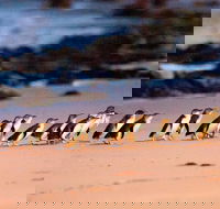 Phillip Island Penguin Parade Entry and Express Shuttle from Melbourne - Accommodation 4U