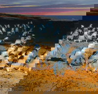 Phillip Island Tour from Melbourne - Accommodation 4U