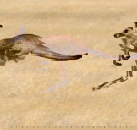 Koalas and Kangaroo in the Wild Tour from Melbourne - Accommodation 4U