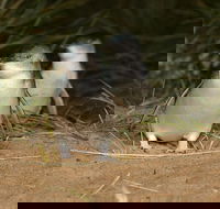 Express Expedition to Phillip Island Penguin Wildlife Encounter Evening Tour - Accommodation 4U