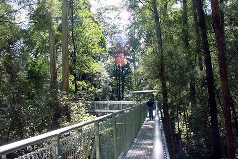 12 Apostles And Otway Fly Zipline Day Trip From Melbourne - Accommodation 4U 10