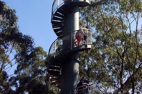 12 Apostles And Otway Fly Zipline Day Trip From Melbourne - Accommodation 4U 13