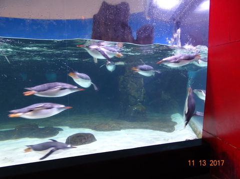 SEA LIFE Melbourne Aquarium Admission Ticket - Accommodation 4U 6