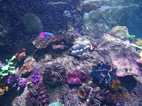 SEA LIFE Melbourne Aquarium Admission Ticket - Accommodation 4U 3