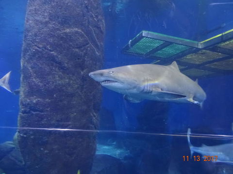SEA LIFE Melbourne Aquarium Admission Ticket - Accommodation 4U 5