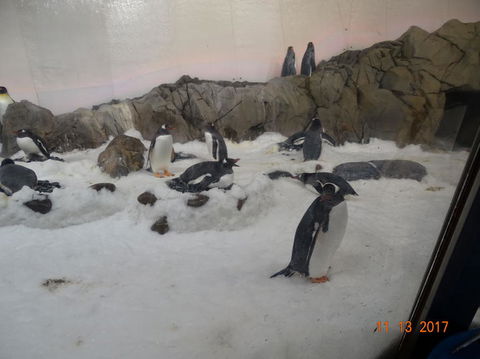 SEA LIFE Melbourne Aquarium Admission Ticket - Accommodation 4U 4