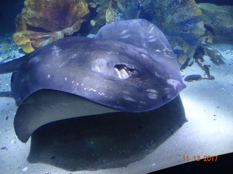 SEA LIFE Melbourne Aquarium Admission Ticket - Accommodation 4U 9