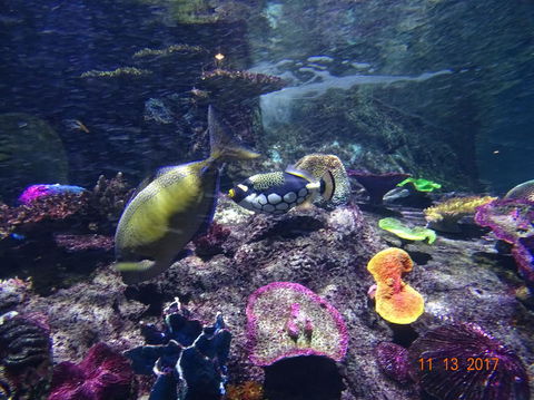 SEA LIFE Melbourne Aquarium Admission Ticket - Accommodation 4U 8