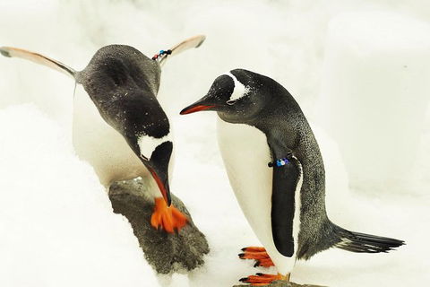 SEA LIFE Melbourne Aquarium Admission Ticket - Accommodation 4U 15