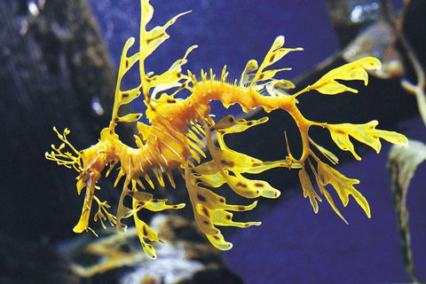 SEA LIFE Melbourne Aquarium Admission Ticket - Accommodation 4U 19