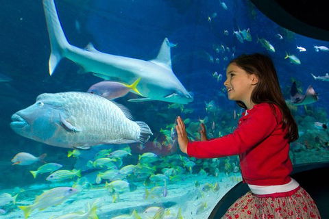 SEA LIFE Melbourne Aquarium Admission Ticket - Accommodation 4U 25