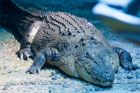SEA LIFE Melbourne Aquarium Admission Ticket - Accommodation 4U 20