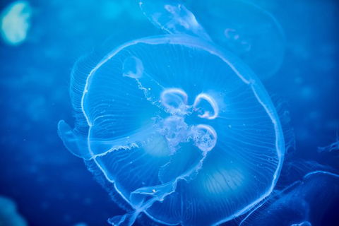 SEA LIFE Melbourne Aquarium Admission Ticket - Accommodation 4U 22