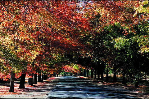 Macedon Ranges Small Group Wine Tour With 2 Course Lunch And Morning Tea - Accommodation 4U 3