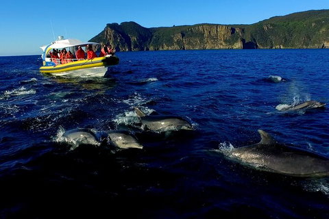 3-Hour Tasman Peninsula Wilderness Cruise From Port Arthur - Accommodation 4U 4