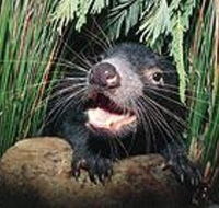 Hobart Shore Excursion Half Day Bonorong Wildlife Park with Richmond Tour - Accommodation 4U