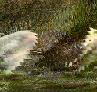 Bruny Island premium private photo-oriented day tour from Hobart - Accommodation 4U