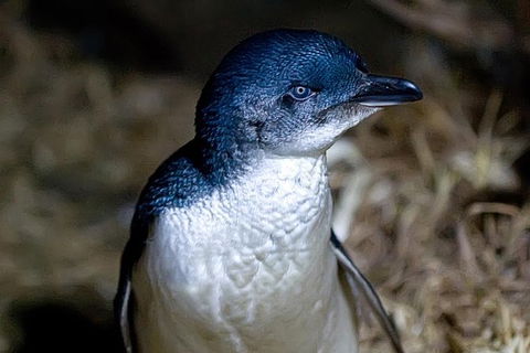 Bonnet Island Experience Departing From Strahan - Accommodation 4U 0