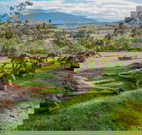 Shore Excursion Hobart's Best In Half A Day - Accommodation 4U