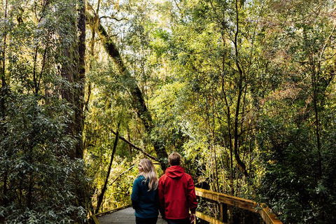 Gordon River Cruise Departing From Strahan - Accommodation 4U 31