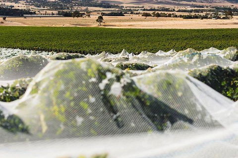 A Sommelier Guided Tour: Thursday Afternoon Wine Gin Cheese & Cocktails - Accommodation 4U 5