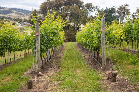 A Sommelier Guided Tour: Thursday Afternoon Wine Gin Cheese & Cocktails - Accommodation 4U 3
