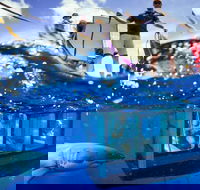 White Shark Tour with Optional Cage Dive from Port Lincoln - Accommodation 4U