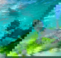 Half-Day Sea Lion Snorkeling Tour from Port Lincoln - Accommodation 4U