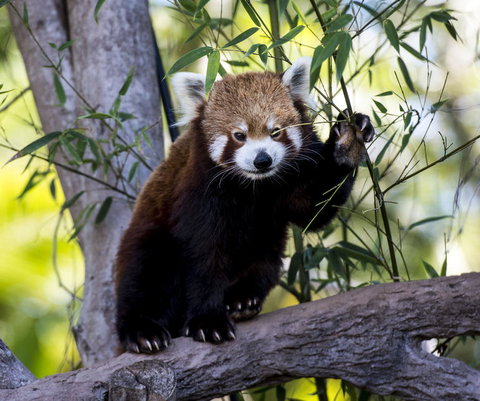 Croc Express To Australia Zoo From Brisbane - Accommodation 4U 5