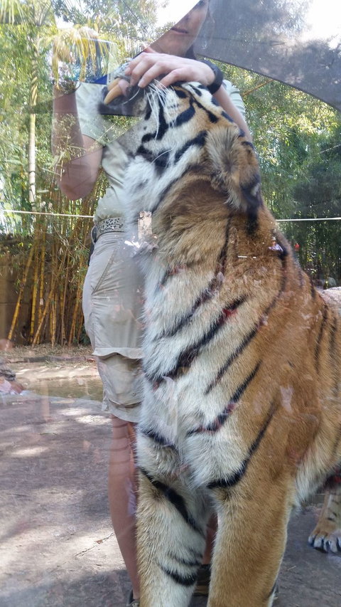 Croc Express To Australia Zoo From Brisbane - Accommodation 4U 4