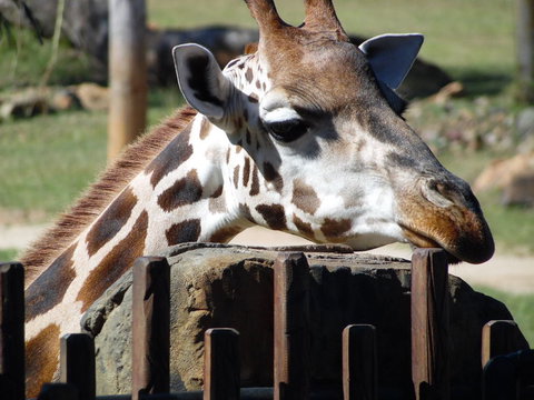 Croc Express To Australia Zoo From Brisbane - Accommodation 4U 2