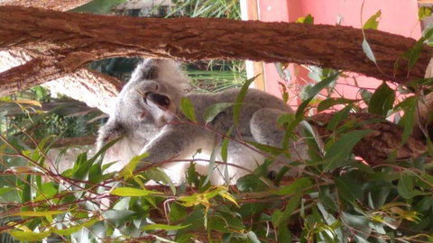 Croc Express To Australia Zoo From Brisbane - Accommodation 4U 3