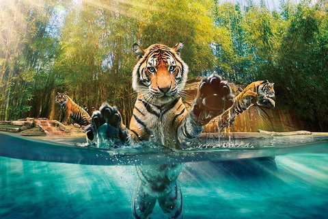 Croc Express To Australia Zoo From Brisbane - Accommodation 4U 11