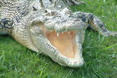 Croc Express To Australia Zoo From Brisbane - Accommodation 4U 10