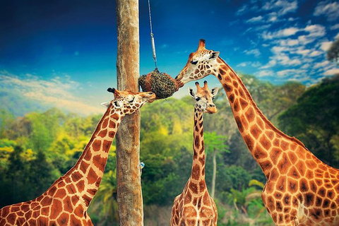 Croc Express To Australia Zoo From Brisbane - Accommodation 4U 8