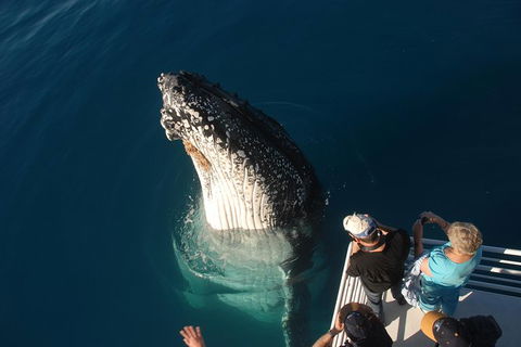 Hervey Bay Whale Watching Experience - Accommodation 4U 0