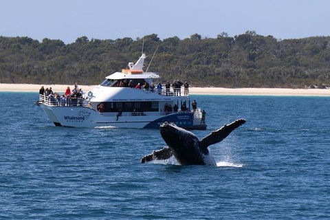 Hervey Bay Whale Watching Experience - Accommodation 4U 1