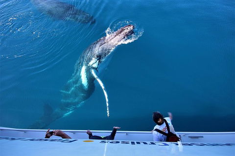 Hervey Bay Whale Watching Experience - Accommodation 4U 3