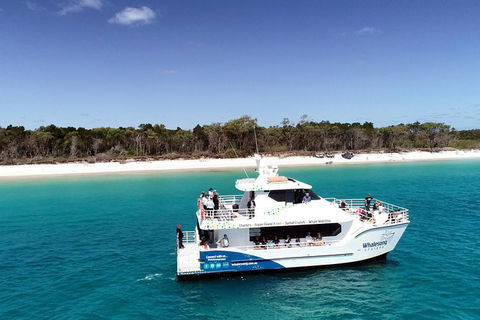 Hervey Bay Whale Watching Experience - Accommodation 4U 11