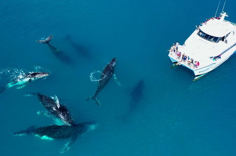 Hervey Bay Whale Watching Experience - Accommodation 4U 7