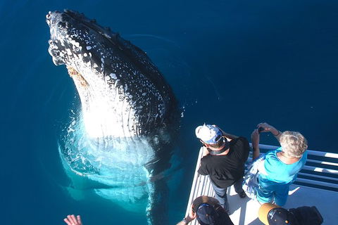 Hervey Bay Whale Watching Experience - Accommodation 4U 14