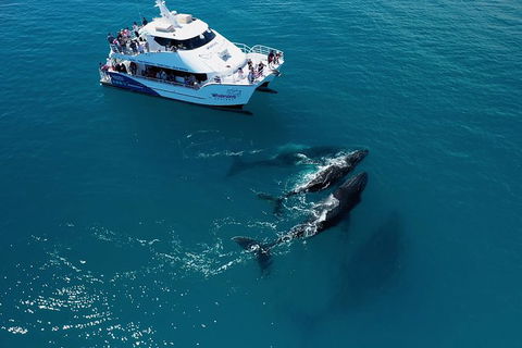 Hervey Bay Whale Watching Experience - Accommodation 4U 2