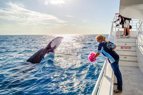Hervey Bay Whale Watching Experience - Accommodation 4U 8