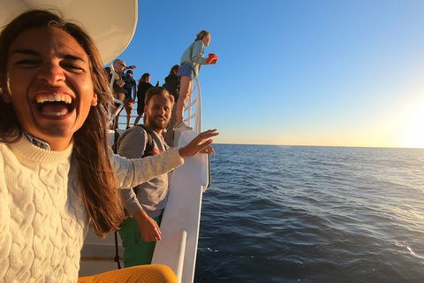 Hervey Bay Whale Watching Experience - Accommodation 4U 9