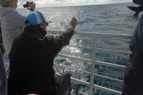 Hervey Bay Whale Watching Experience - Accommodation 4U 13